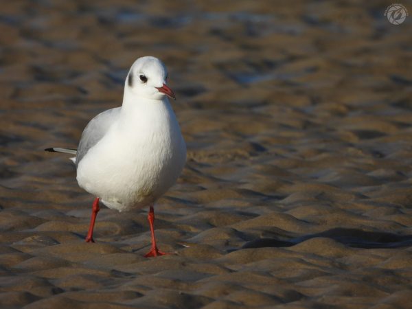 Kokmeeuw
Black-headed gull
Gabbiano comune - Chroicocephalus ridibundus