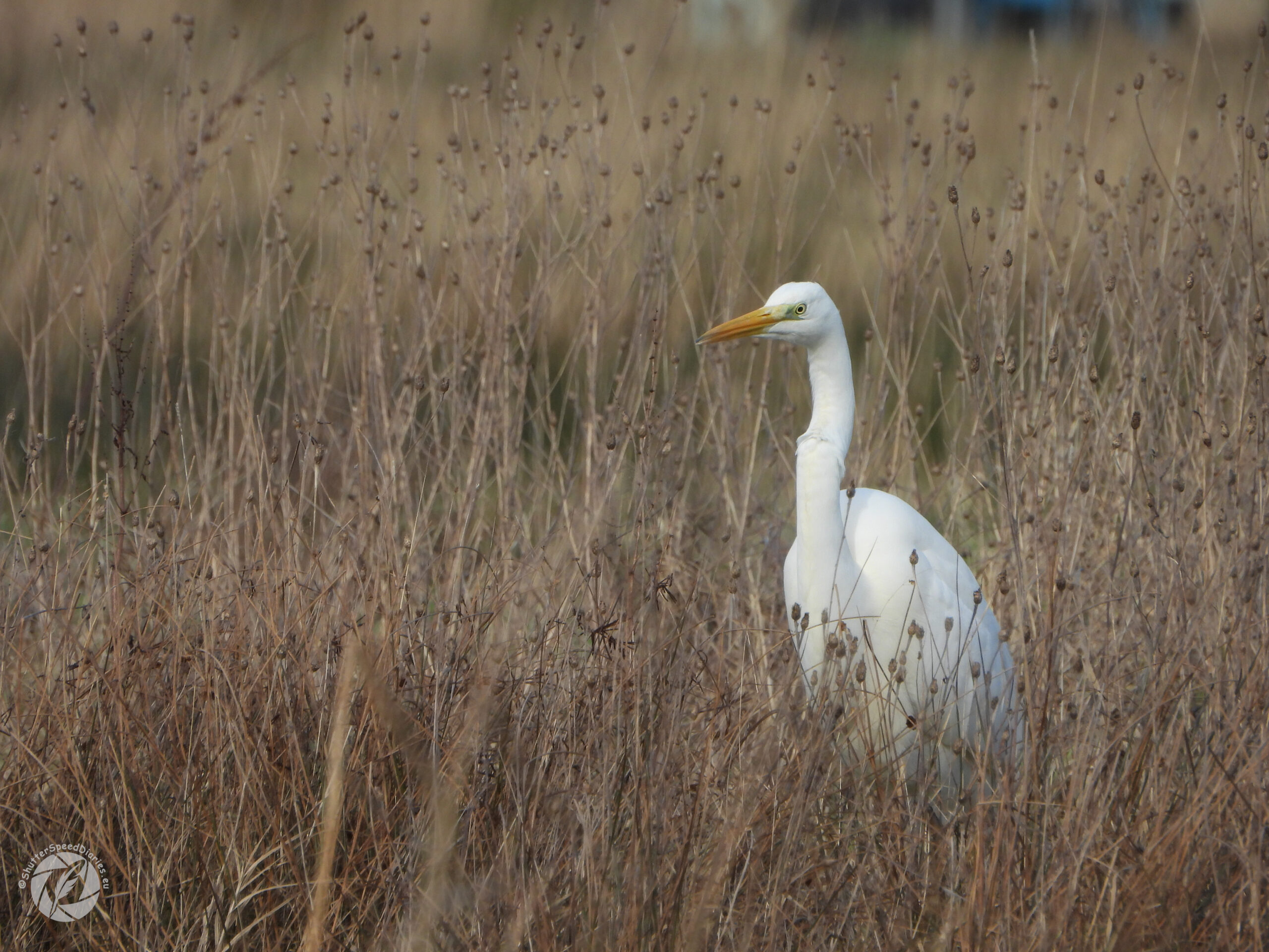 Choice 18 - Grote zilverreiger