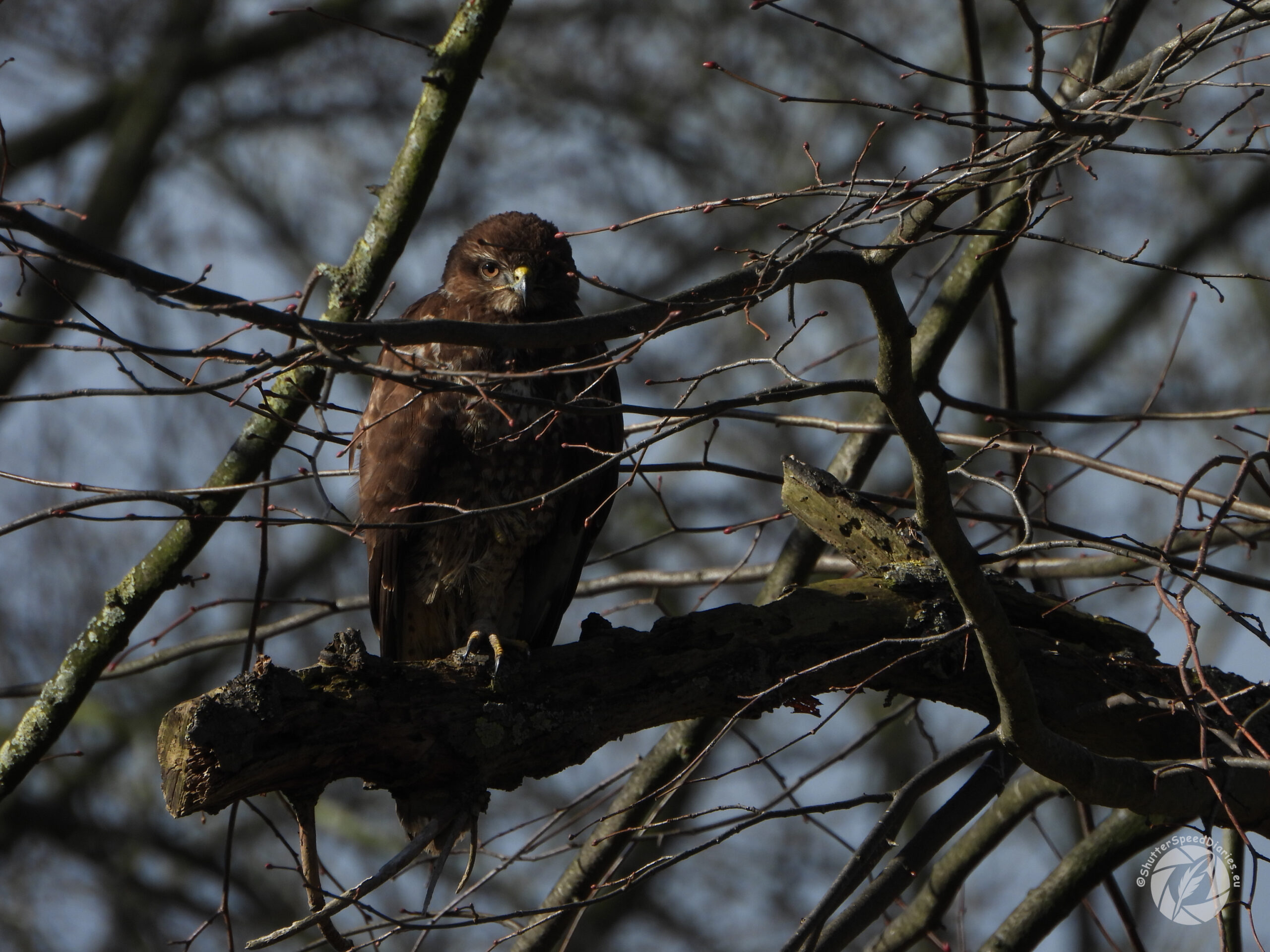 Choice 17 - Buizerd